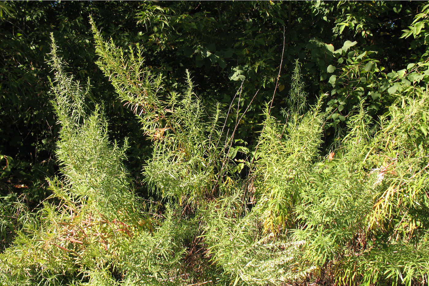 Image of Artemisia umbrosa specimen.