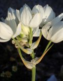 Ornithogalum arabicum