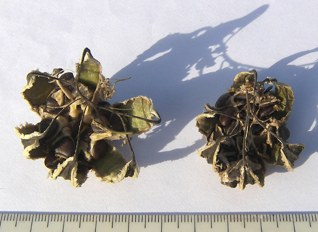 Image of Aristolochia sempervirens specimen.