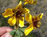 Caltha violacea