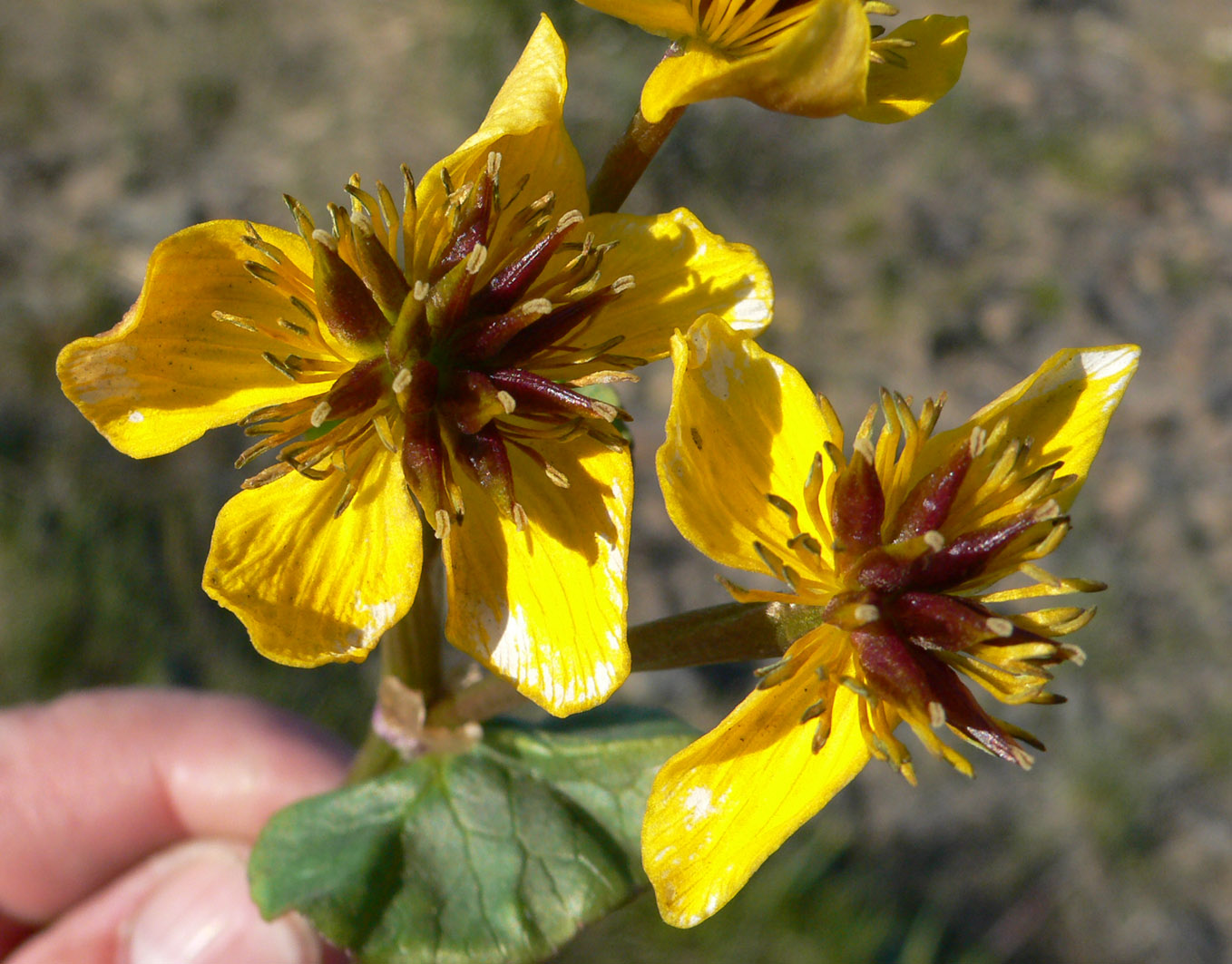 Image of Caltha violacea specimen.