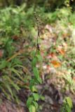 Linum hypericifolium. Плодоносящее растение. Грузия, Боржоми-Харагаульский национальный парк, маршрут №10, ≈ 1300 м н.у.м, луг в смешанном лесу. 08.10.2018.