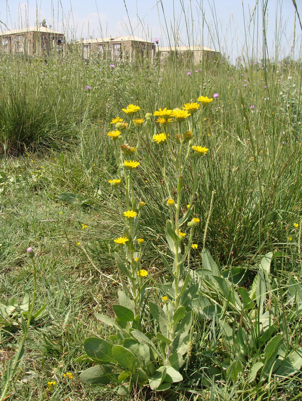 Изображение особи Inula aucheriana.