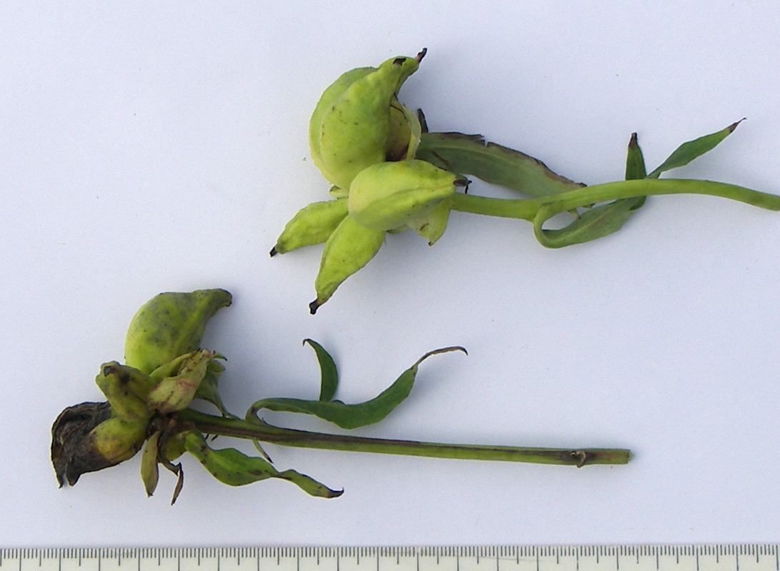 Image of Paeonia delavayi specimen.