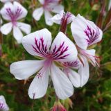 Pelargonium laevigatum