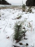 Pinus sylvestris. Молодое растение. Беларусь, Гродненская обл., Ивьевский р-н, окр. дер. Россолишки, посадки у обочины трассы М6. 15.12.2018.