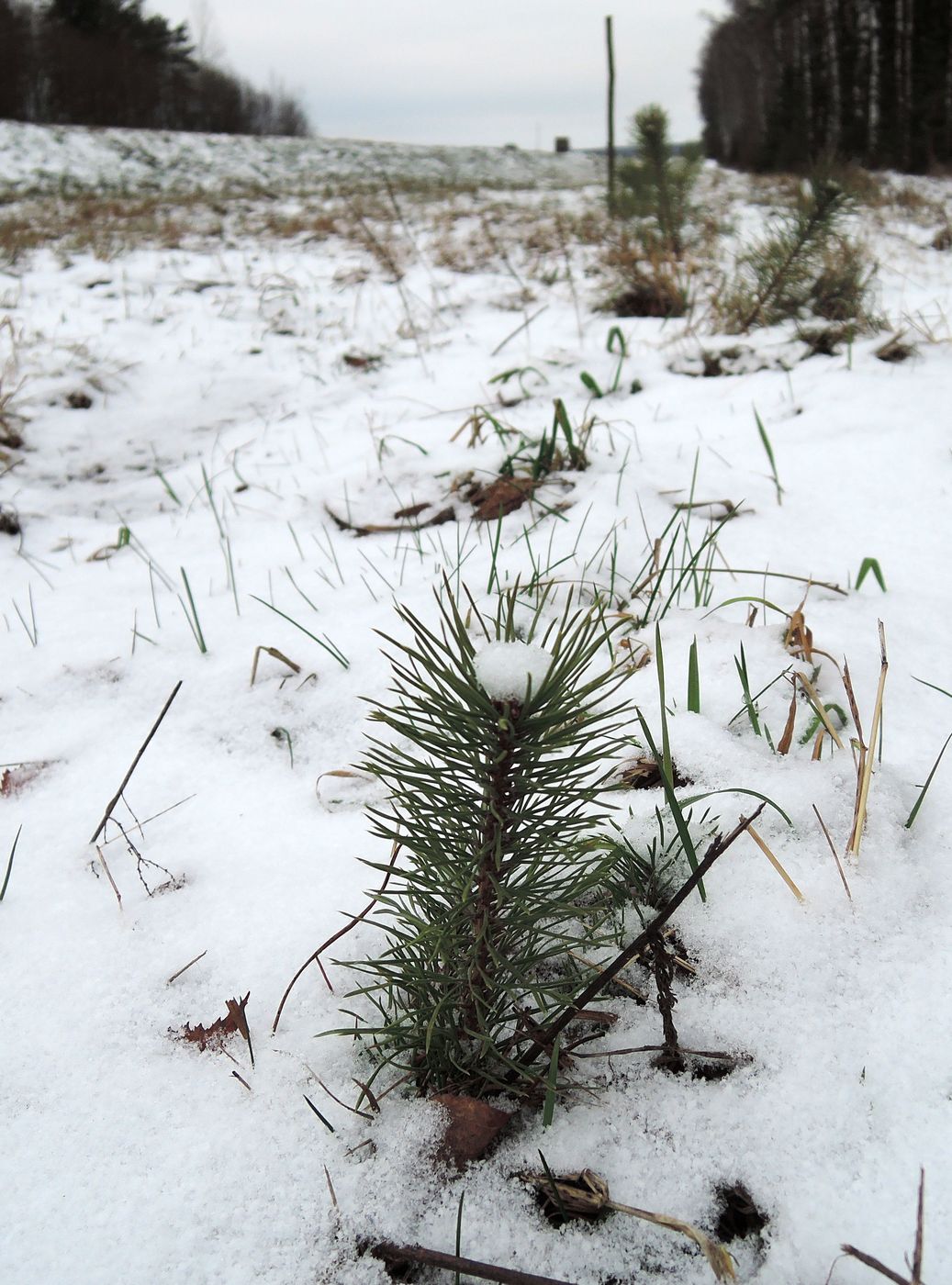 Изображение особи Pinus sylvestris.