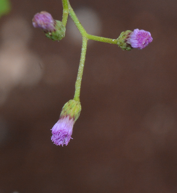 Image of Cyanthillium cinereum specimen.