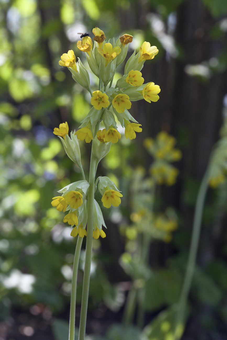 Image of Primula veris specimen.