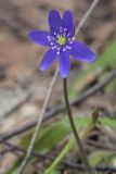 Hepatica nobilis