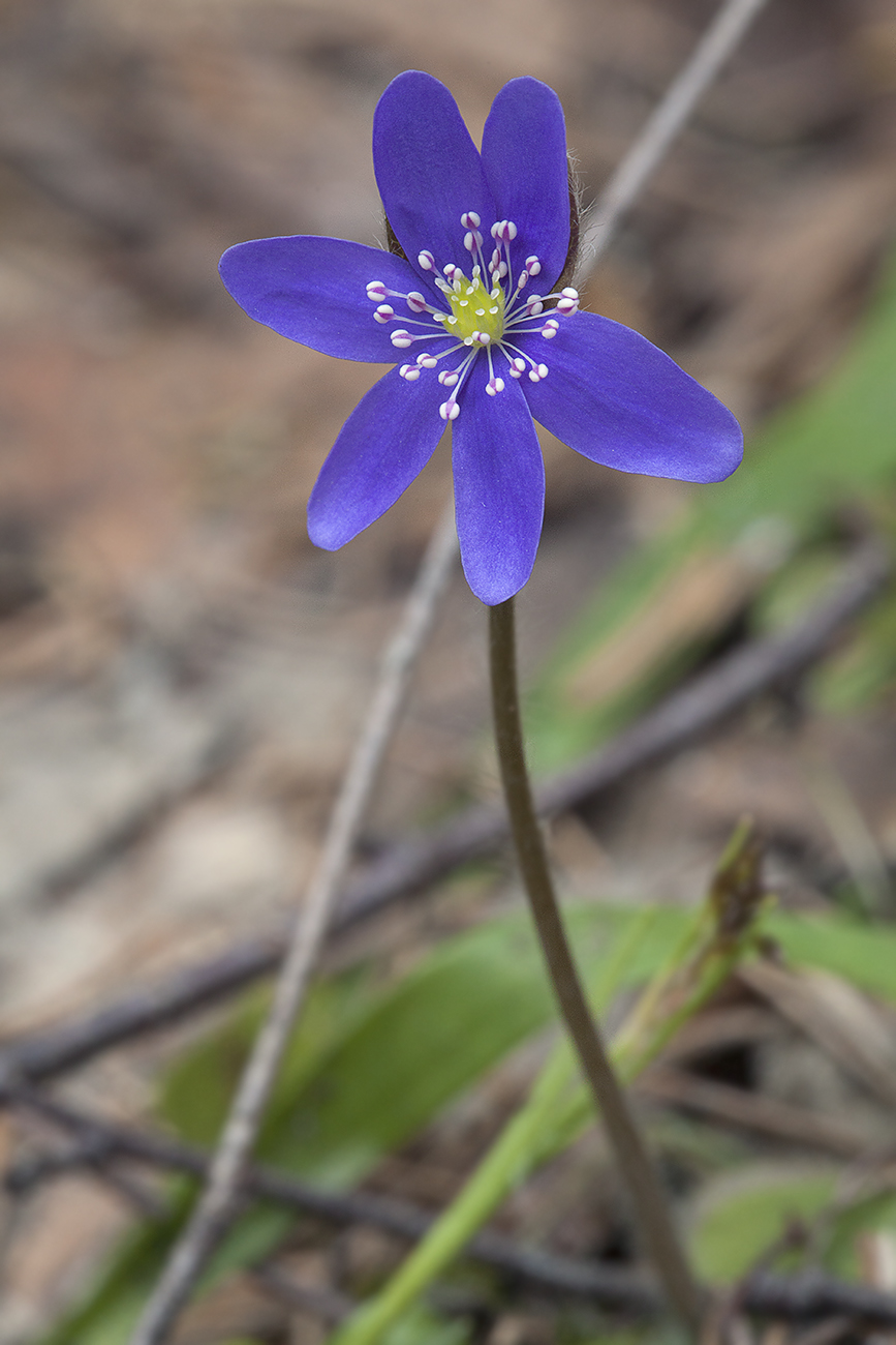 Изображение особи Hepatica nobilis.