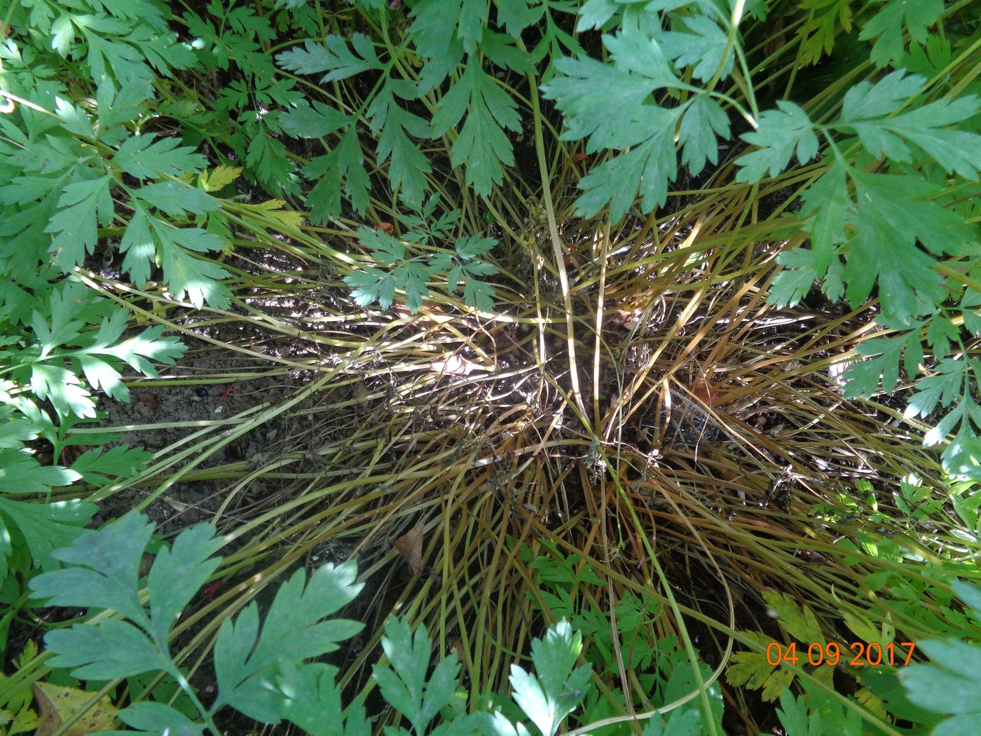 Image of Dicentra formosa specimen.