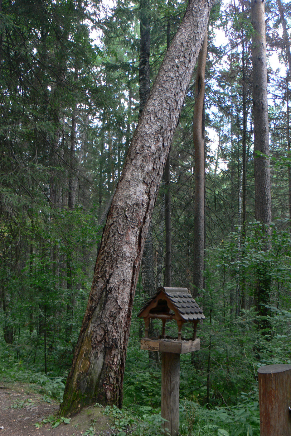 Изображение особи Pinus sylvestris.