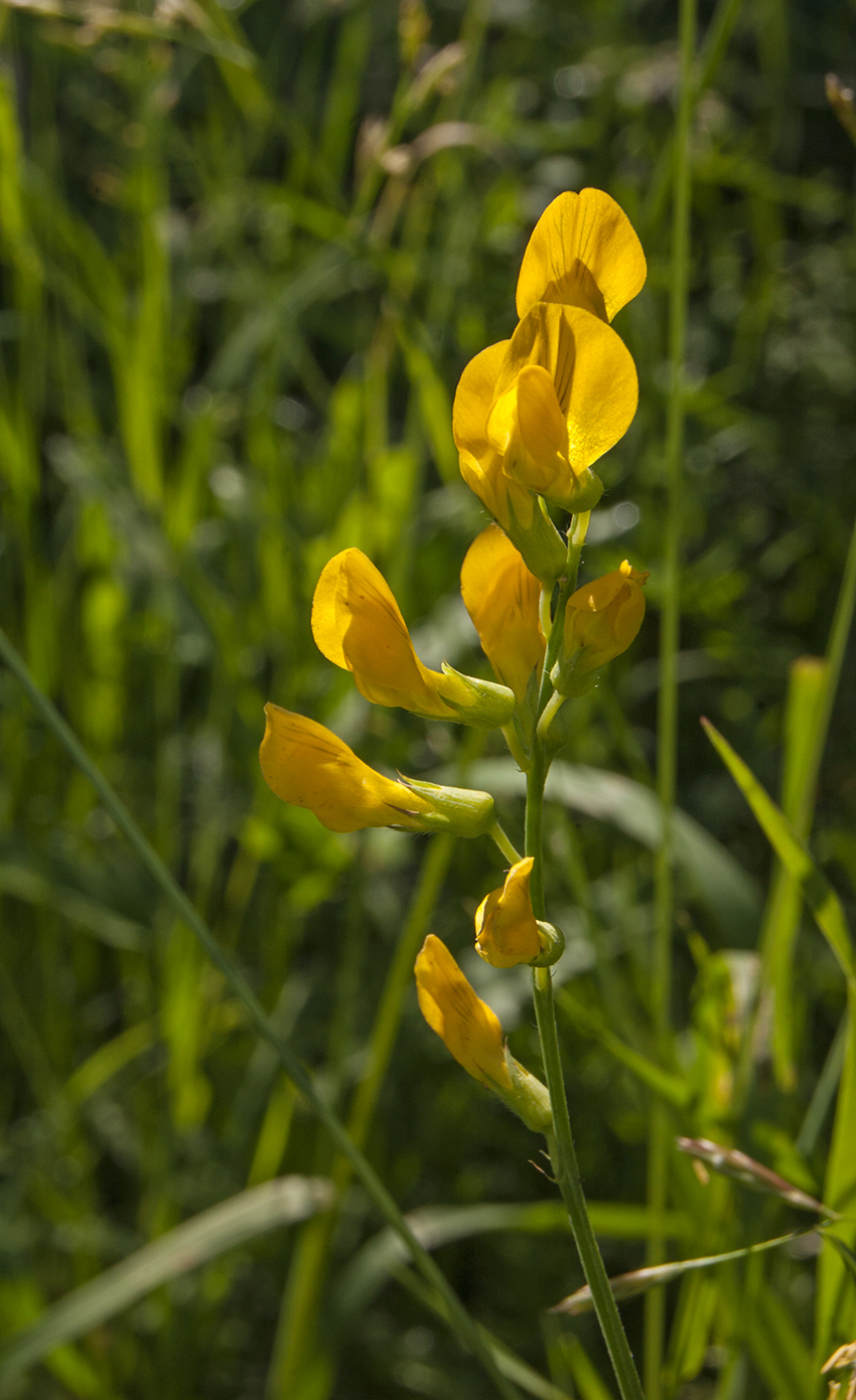 Изображение особи Lathyrus pratensis.