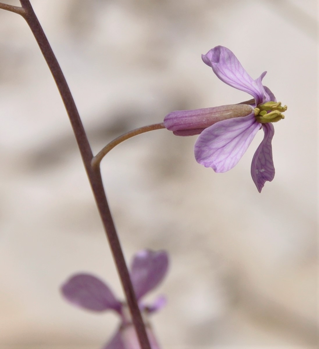 Изображение особи Moricandia arvensis.