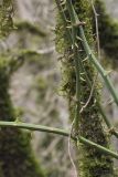 Smilax excelsa