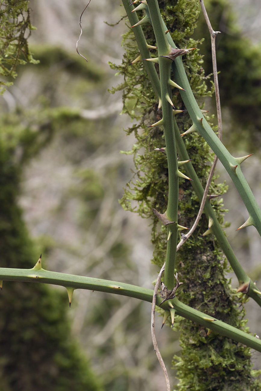 Image of Smilax excelsa specimen.