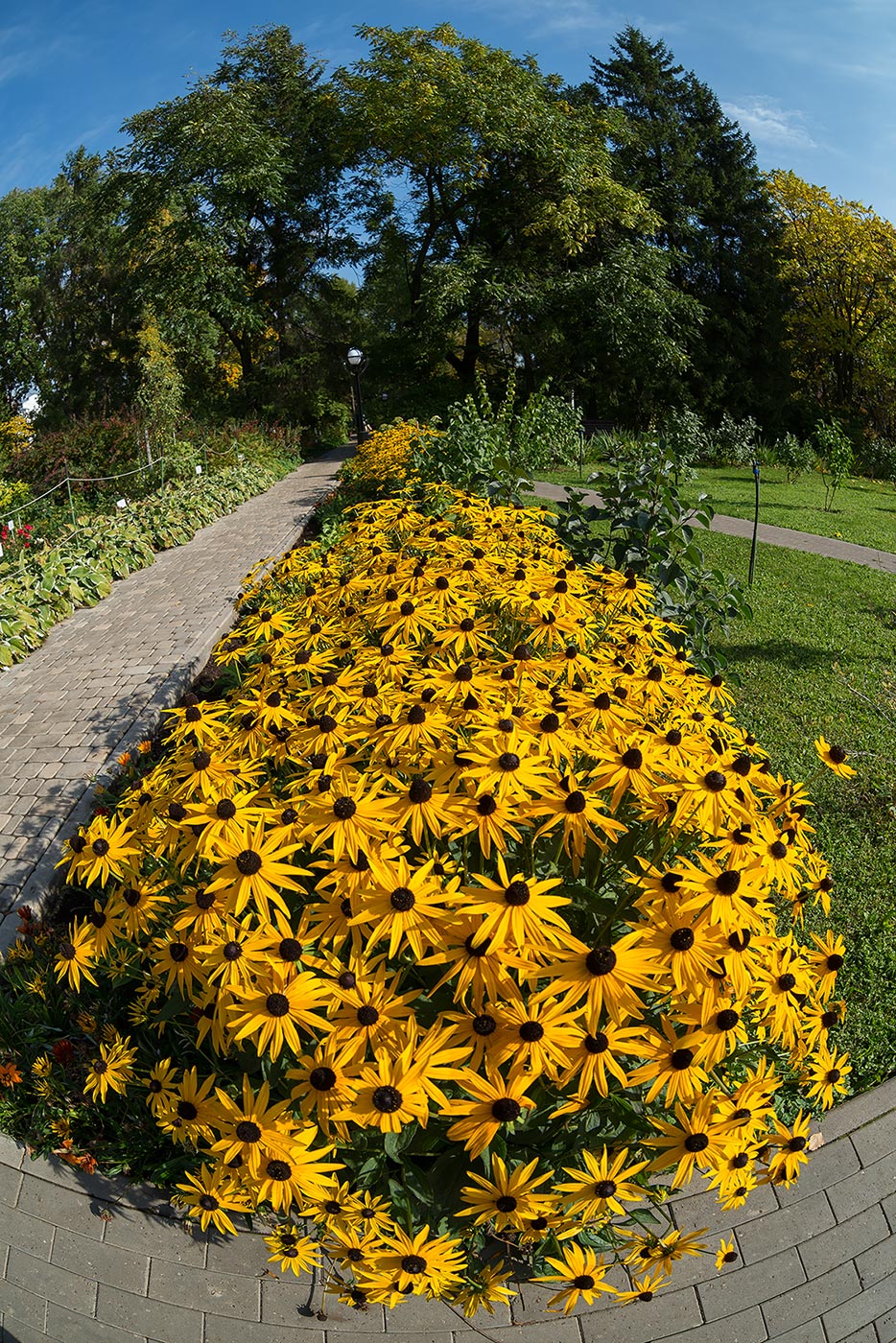 Image of Rudbeckia fulgida var. sullivantii specimen.