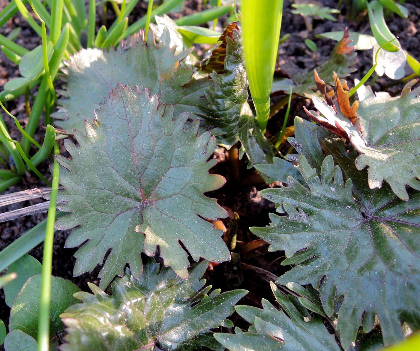 Image of Ligularia stenocephala specimen.