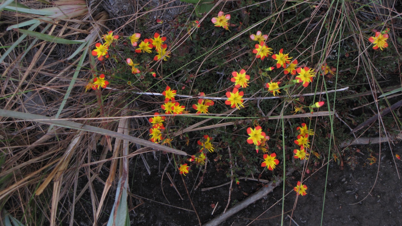 Image of Cambessedesia hilariana specimen.