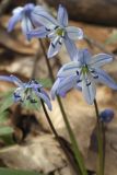 Scilla monanthos