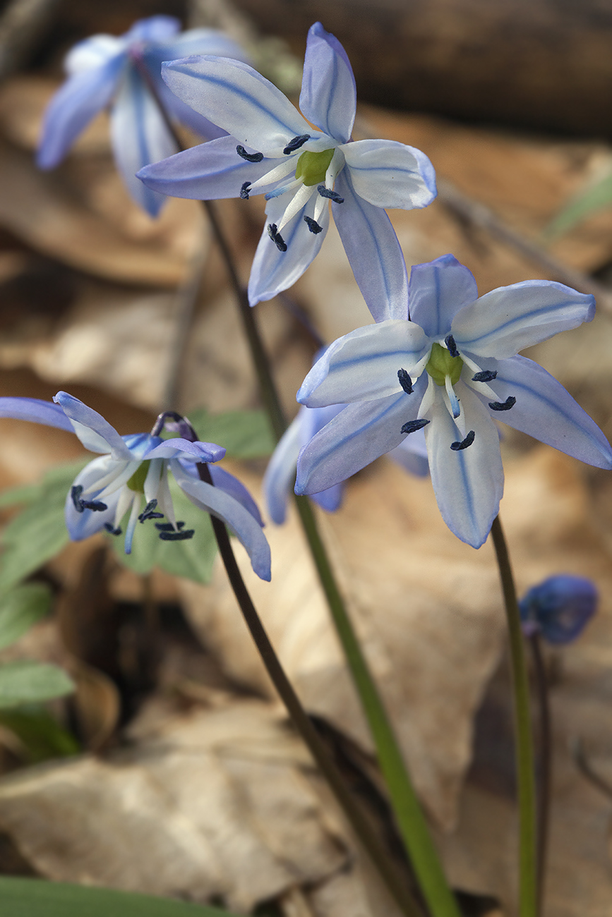 Изображение особи Scilla monanthos.