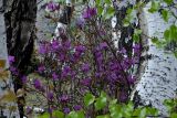 Rhododendron dauricum
