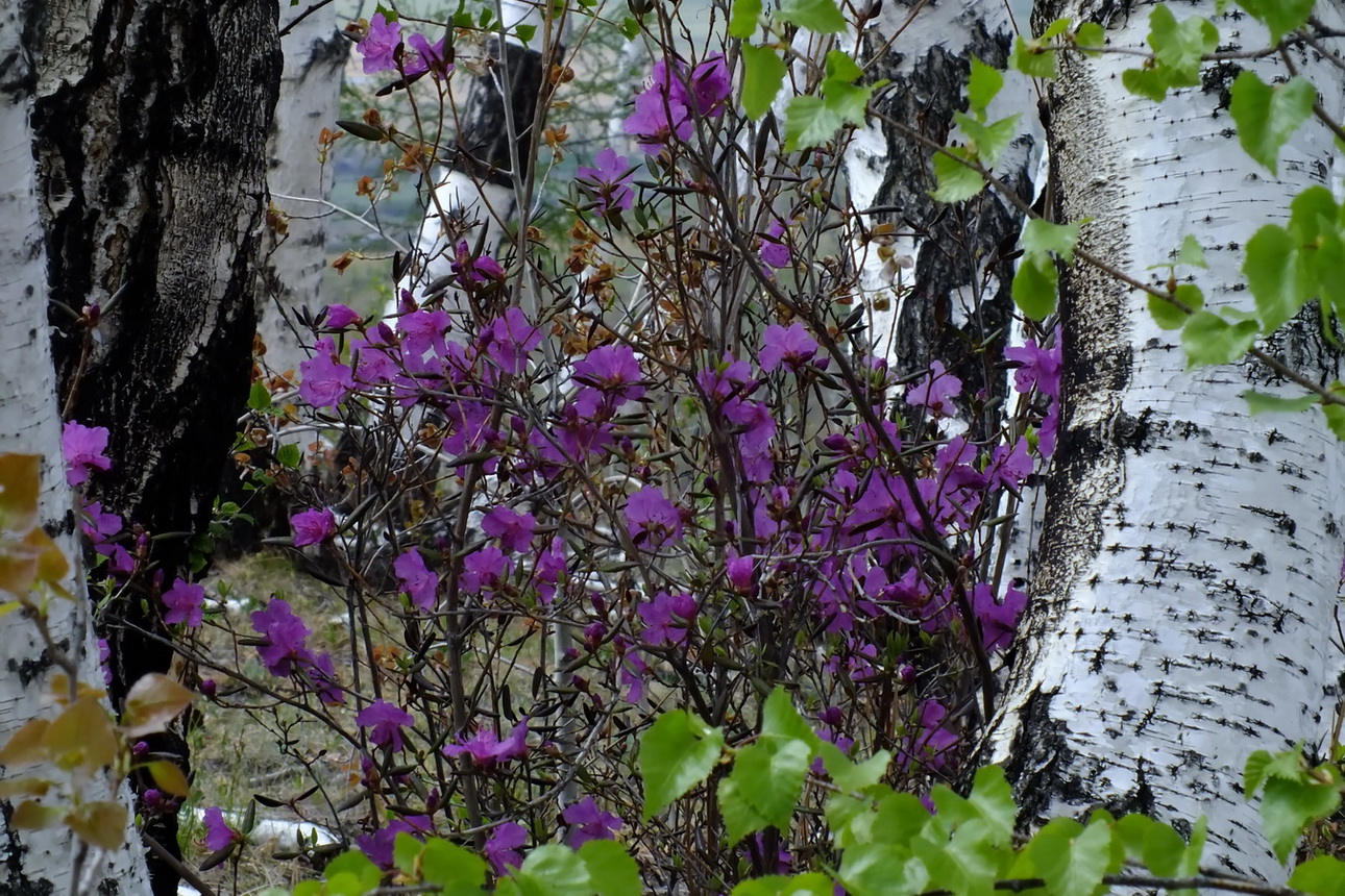 Image of Rhododendron dauricum specimen.