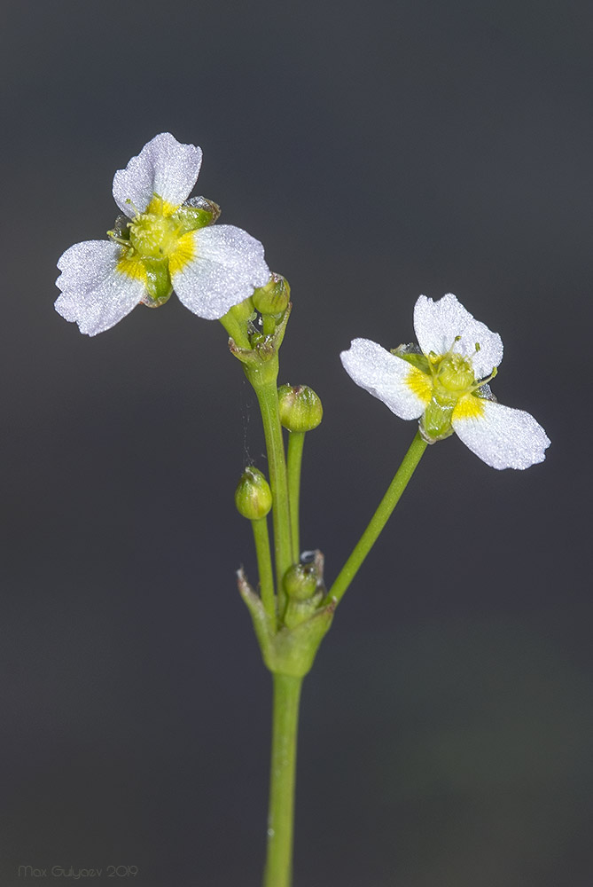 Image of Alisma lanceolatum specimen.