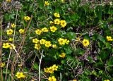 Ranunculus sulphureus