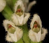 Goodyera repens