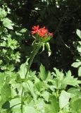 Lychnis chalcedonica