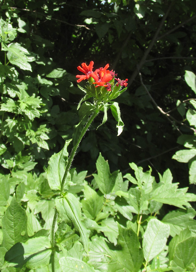 Изображение особи Lychnis chalcedonica.