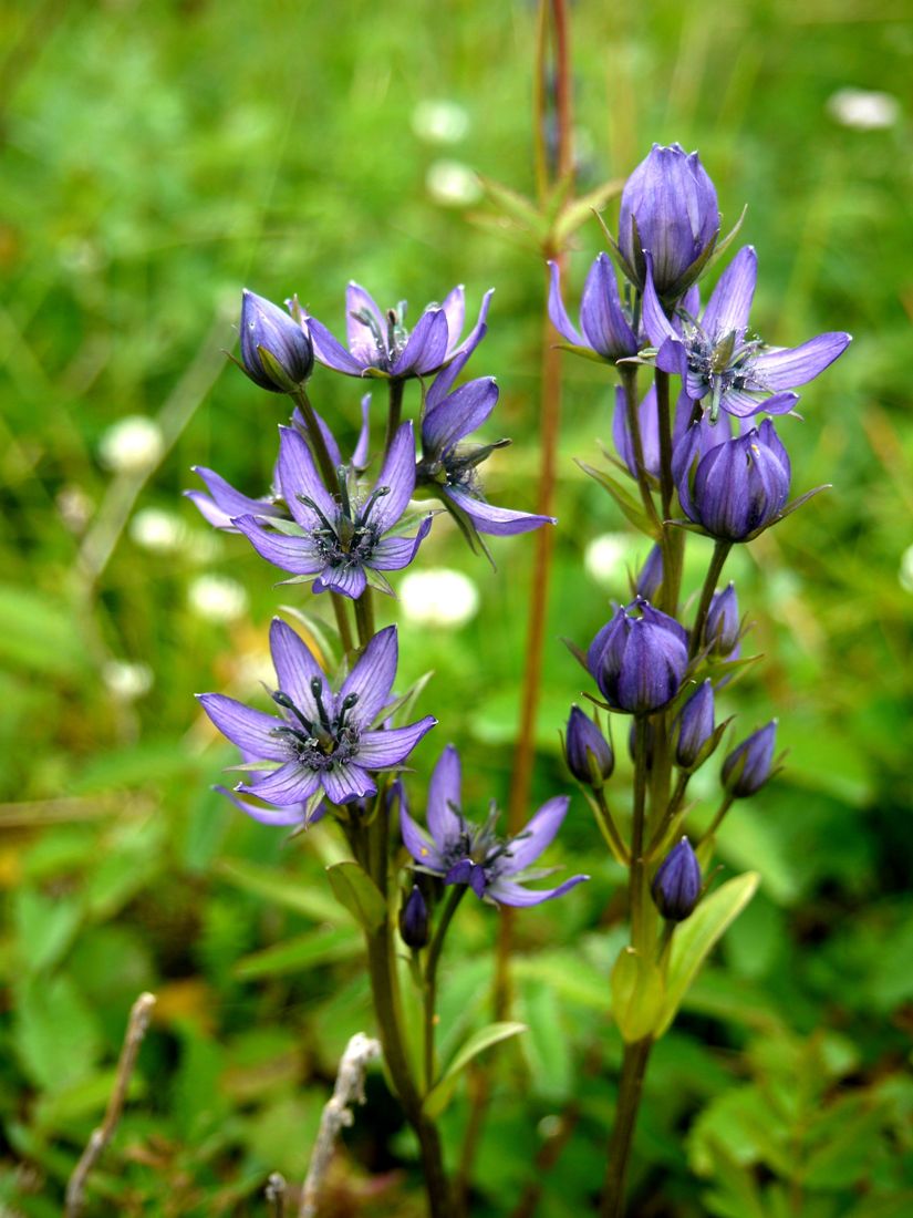 Image of Swertia obtusa specimen.