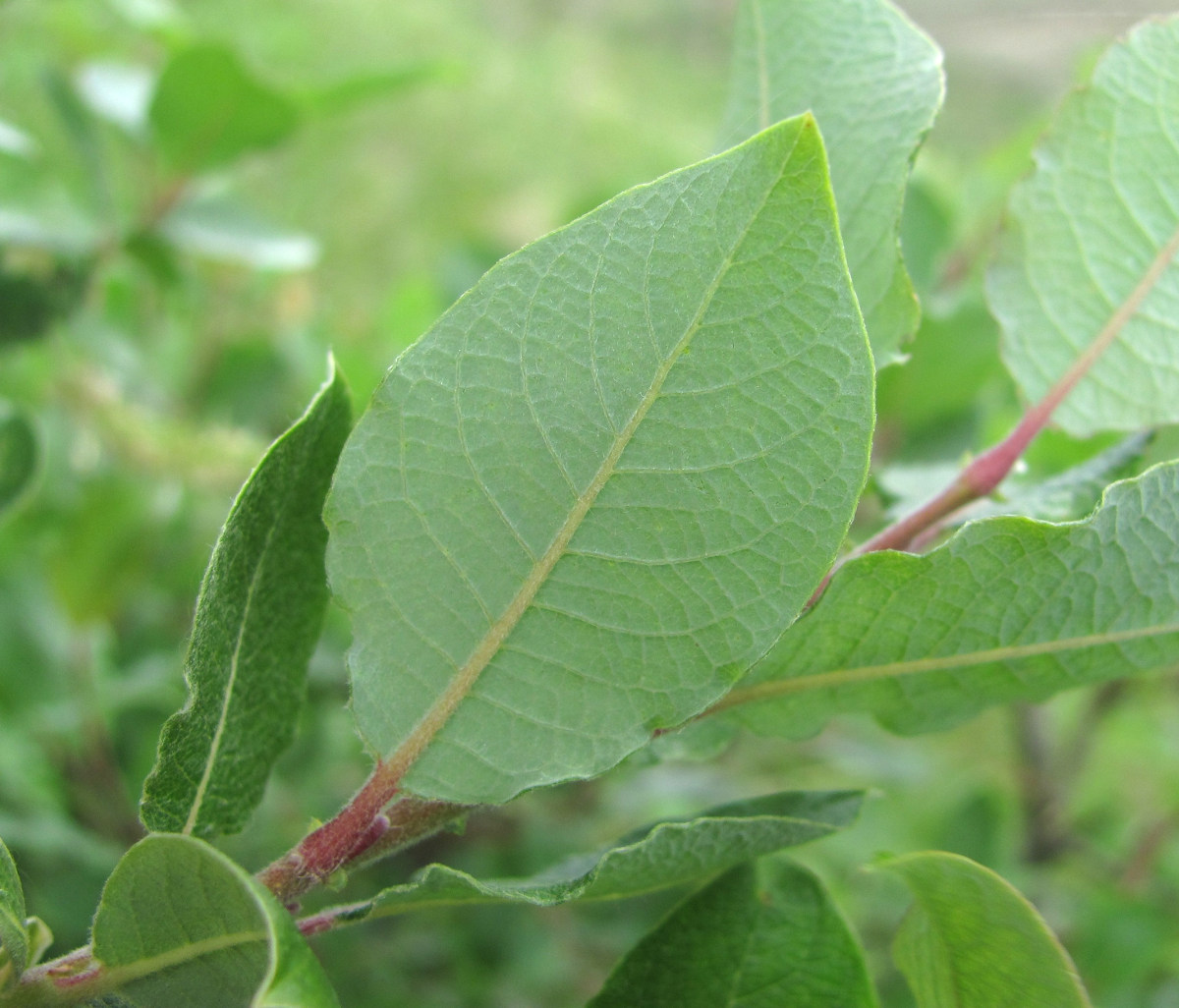 Изображение особи Salix kuznetzowii.