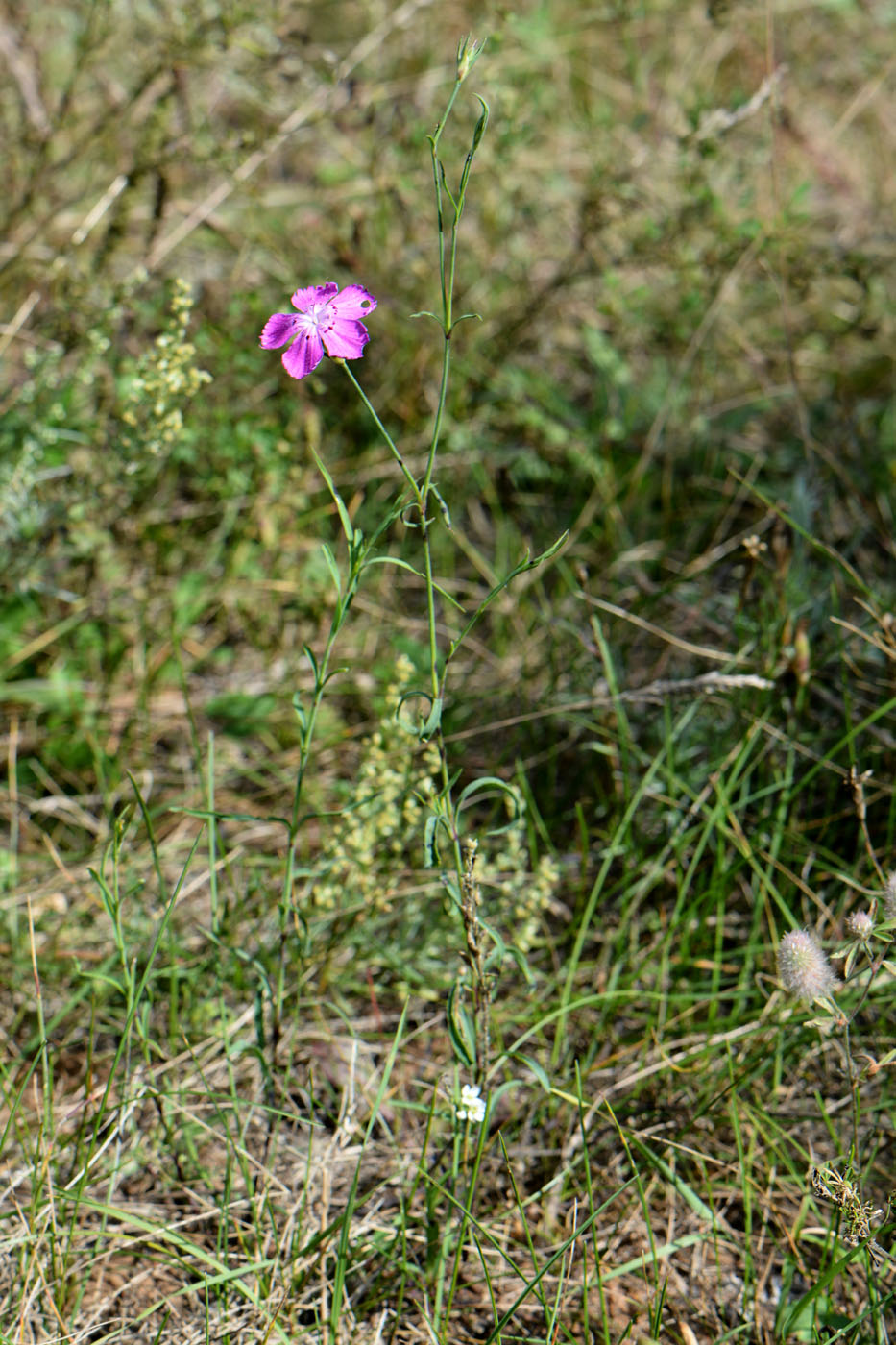 Изображение особи Dianthus versicolor.