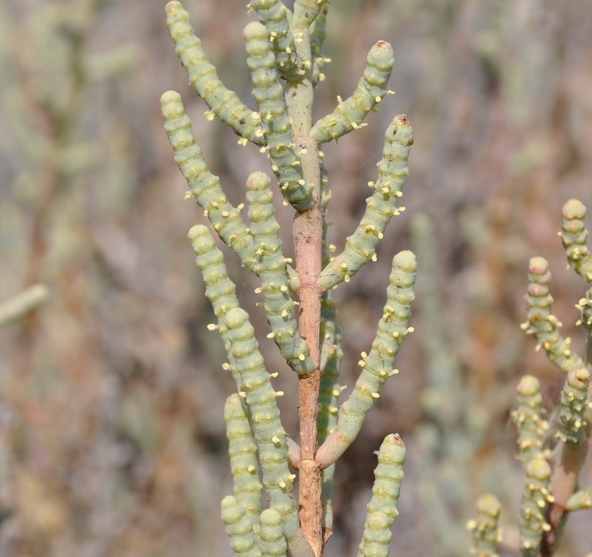 Изображение особи семейство Chenopodiaceae.