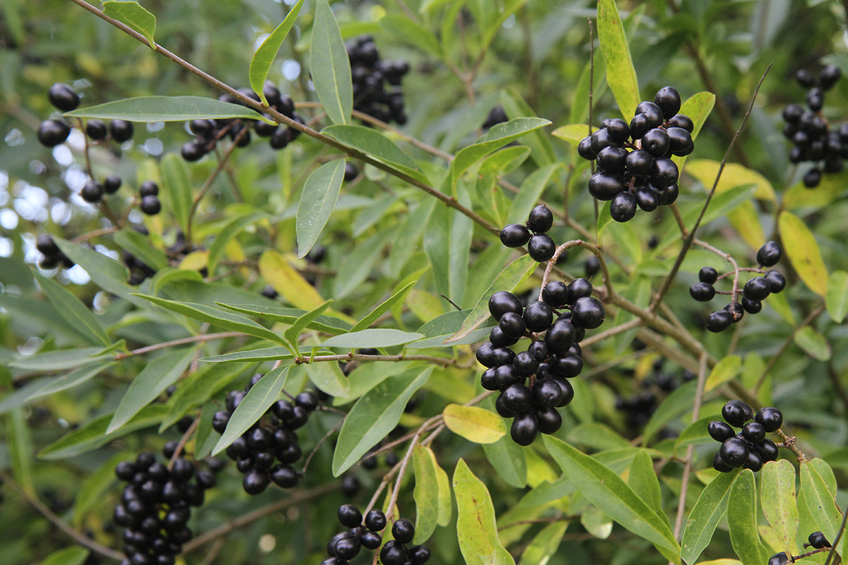 Image of Ligustrum vulgare specimen.