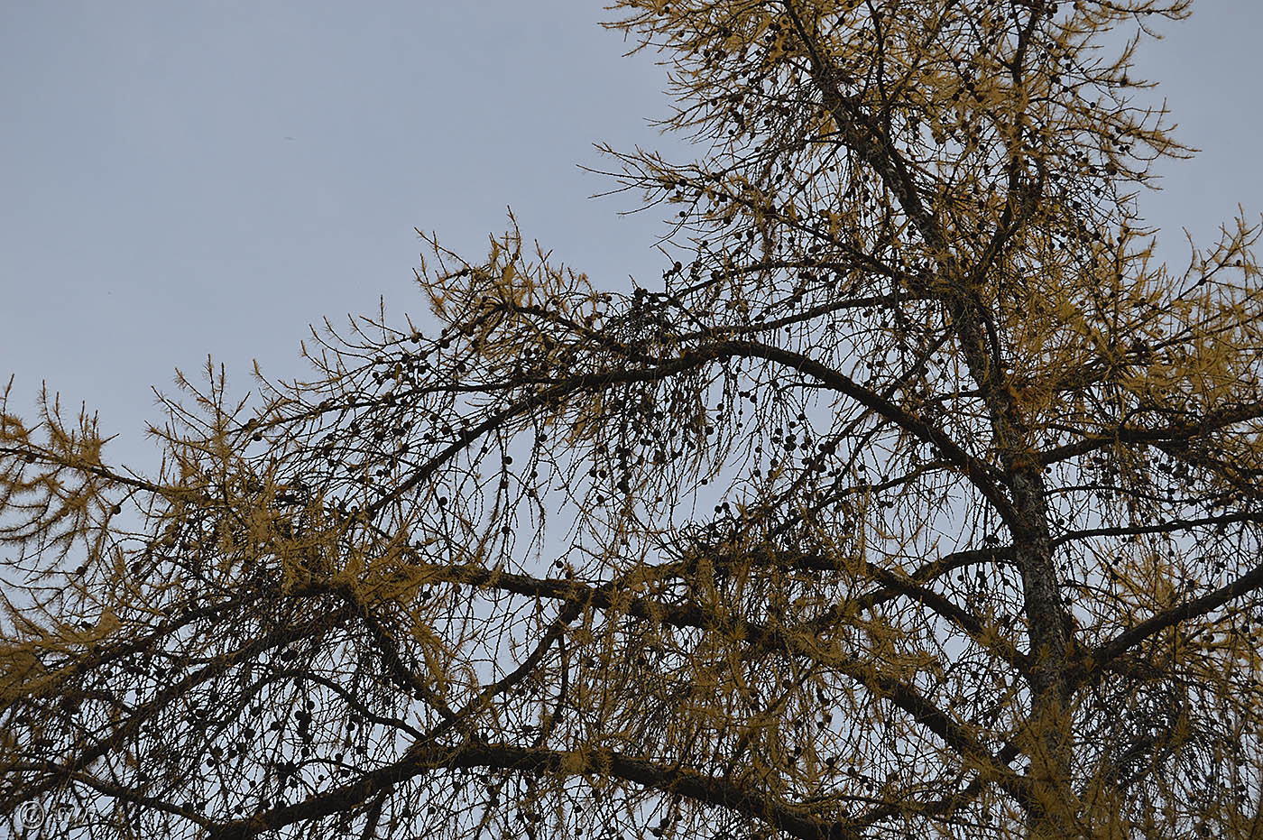 Image of Larix gmelinii specimen.