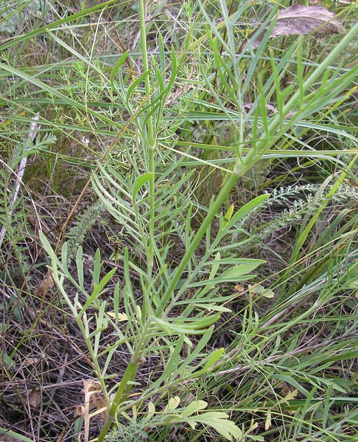 Image of Scabiosa ochroleuca specimen.