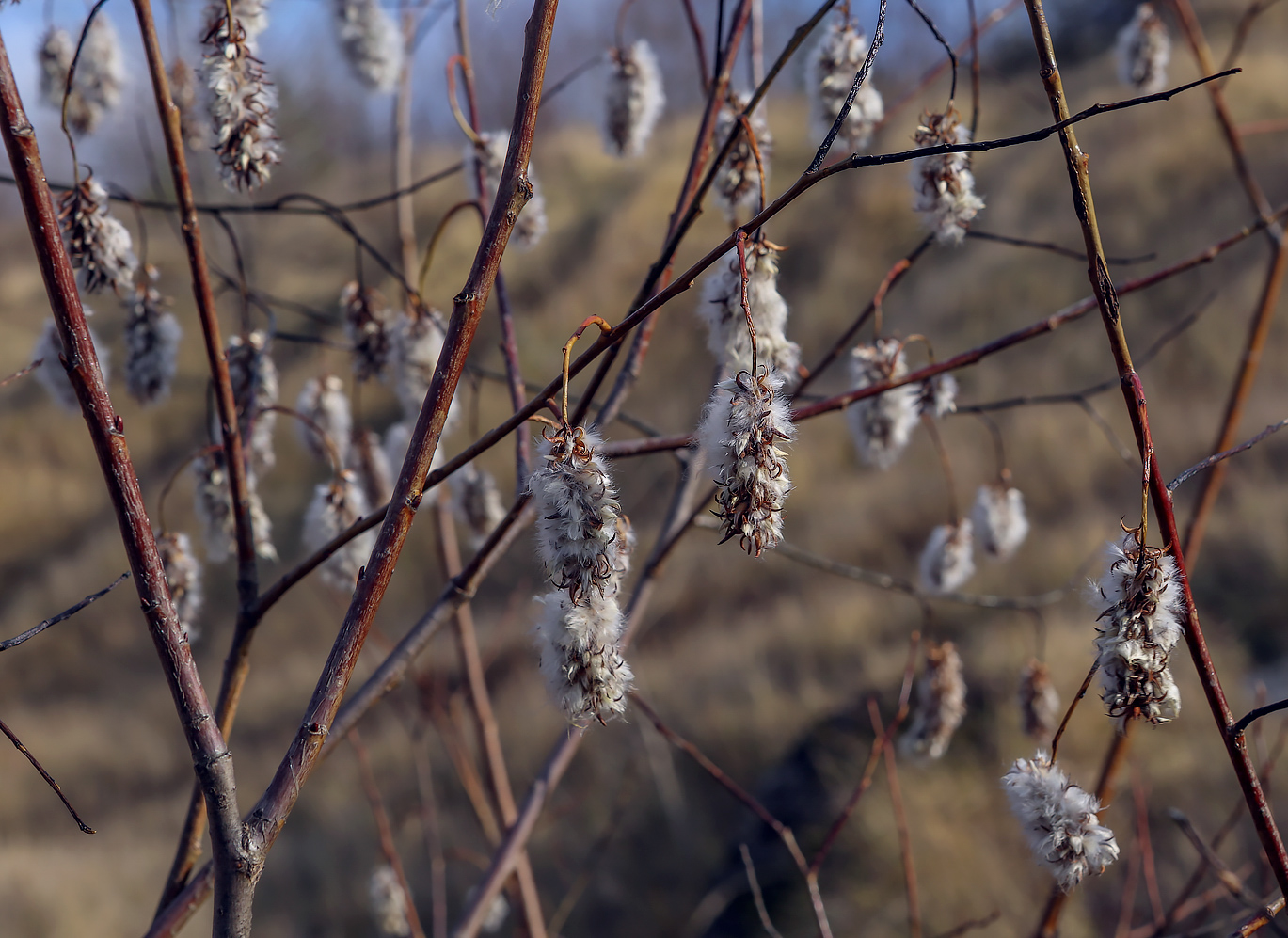 Изображение особи Salix pentandra.