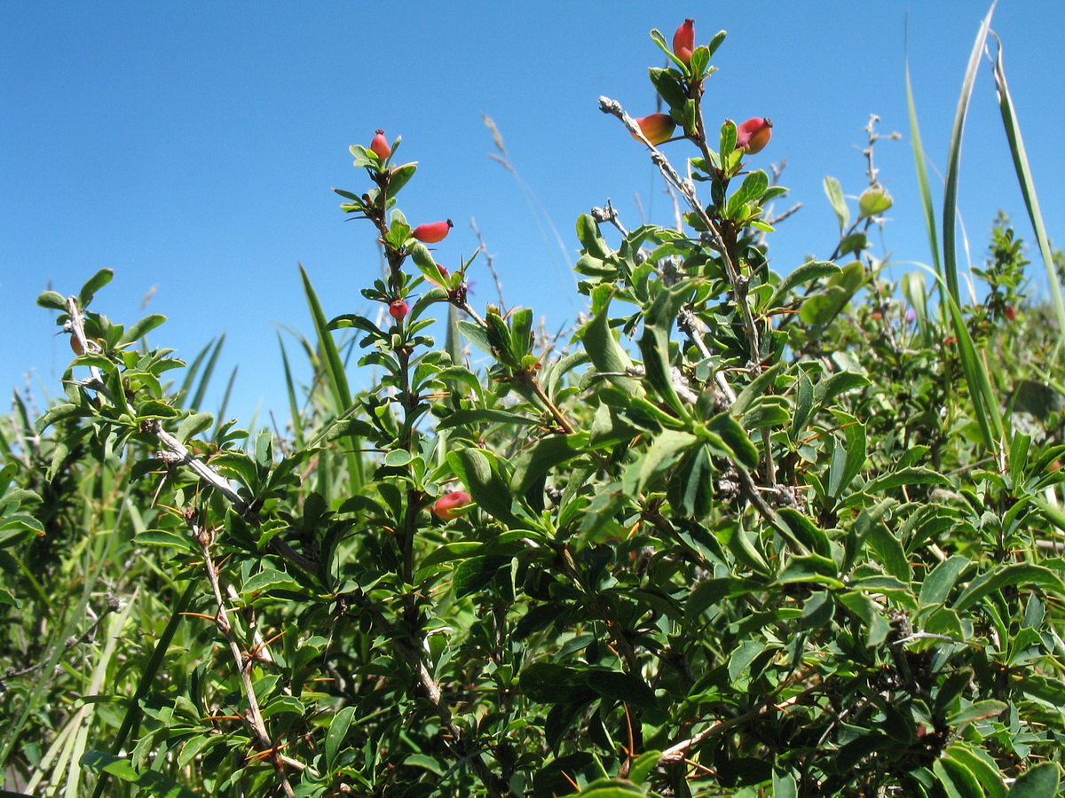 Image of Berberis sibirica specimen.