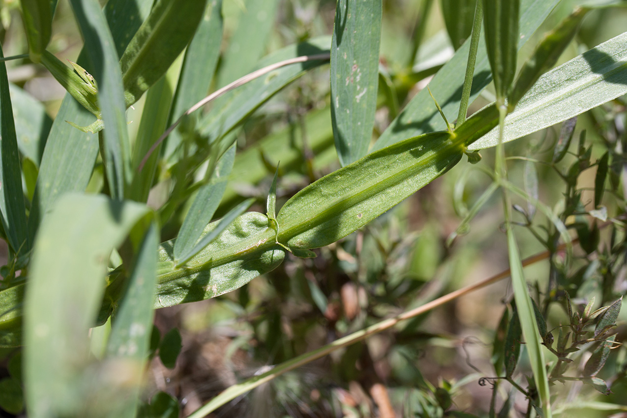 Изображение особи Lathyrus sylvestris.