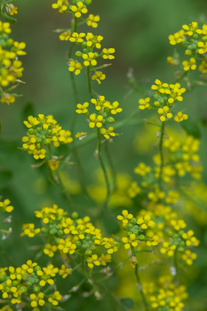 Изображение особи род Alyssum.