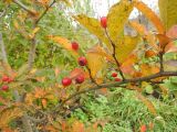 Photinia villosa