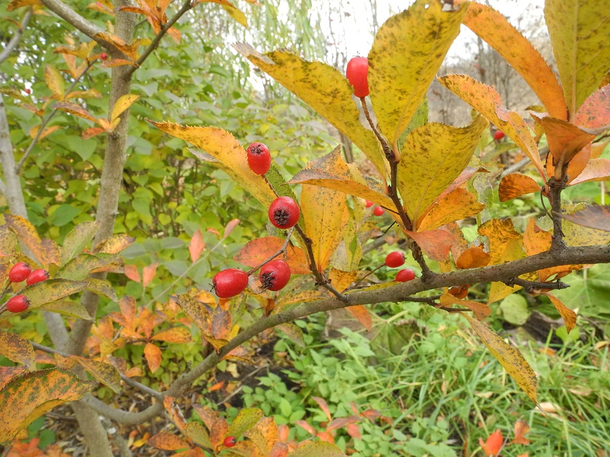 Image of Photinia villosa specimen.