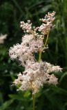 Filipendula palmata. Соцветие. Камчатский край, Елизовский р-н, окр. пос. Раздольный, разнотравно-кустарниковый луг. 25.07.2019.