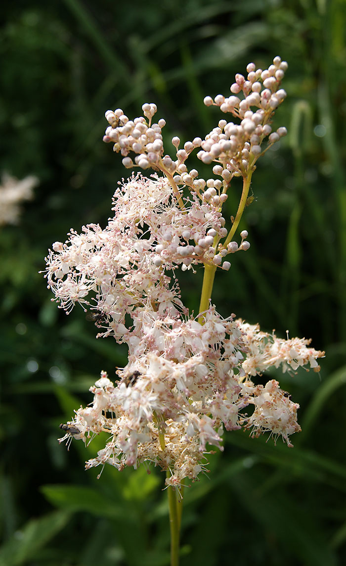 Изображение особи Filipendula palmata.