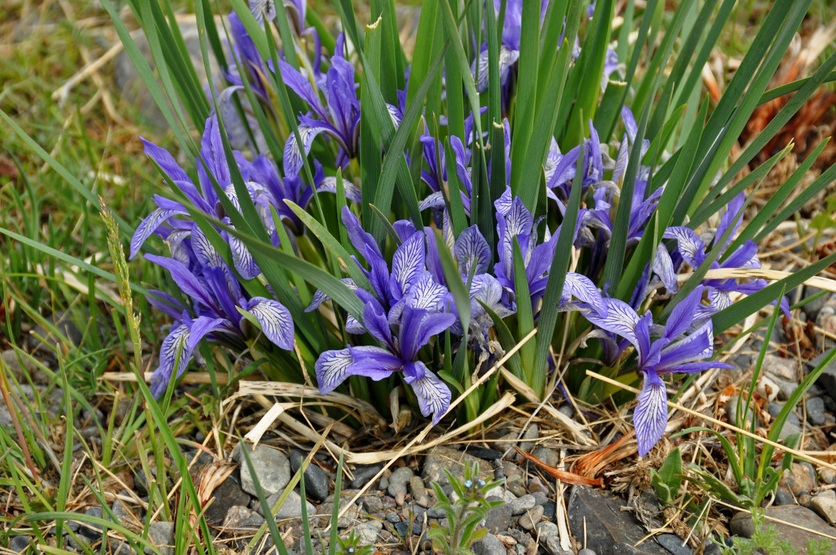 Image of Iris pallasii specimen.