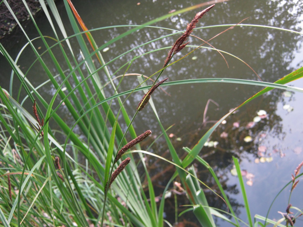 Image of Carex acuta specimen.